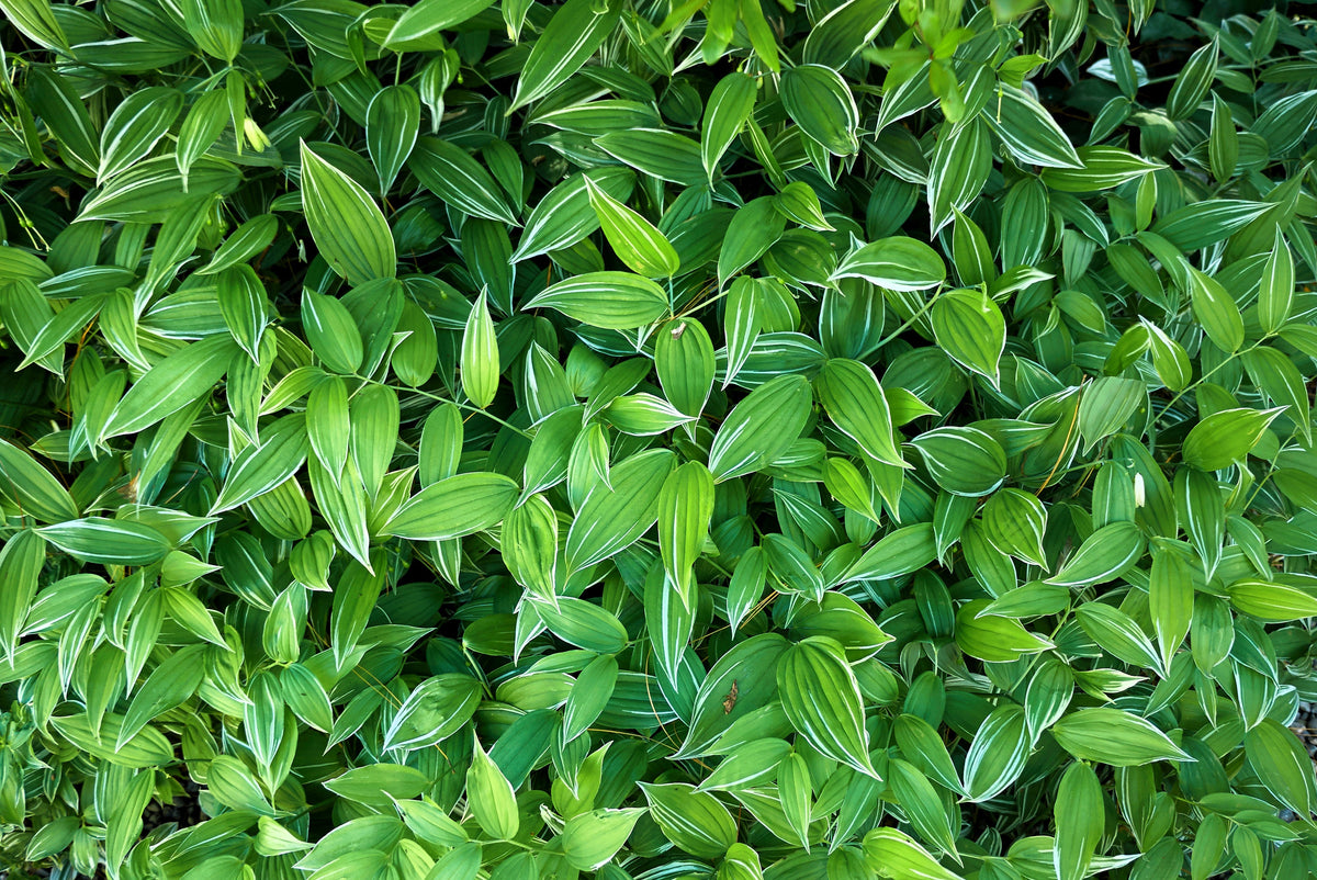 15 Variegated SOLOMONS SEAL Polygonatum Biflorum Canaliculatum Flower Seeds