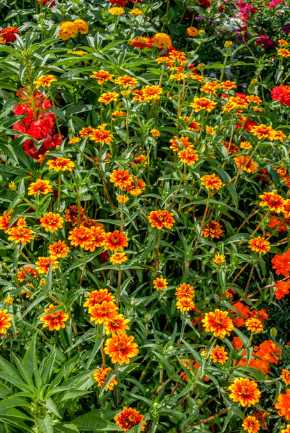 75 Mixed Colors PERSIAN CARPET ZINNIA Zinnia Haageana Flower Seeds