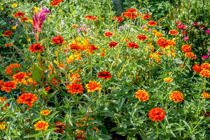 75 Mixed Colors PERSIAN CARPET ZINNIA Zinnia Haageana Flower Seeds