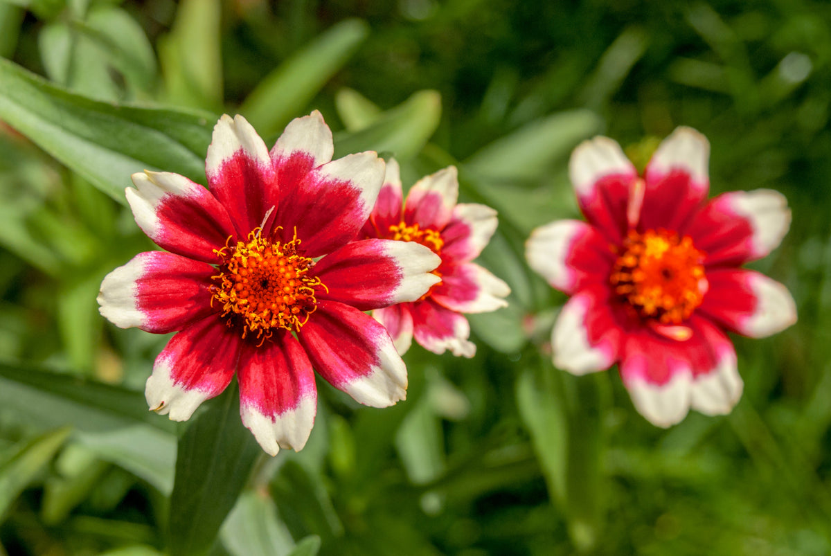 75 Mixed Colors PERSIAN CARPET ZINNIA Zinnia Haageana Flower Seeds