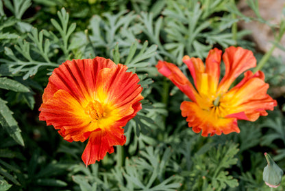 1500 MIKADO POPPY Red Orange California Poppy Flower Eschscholzia Californica Seeds