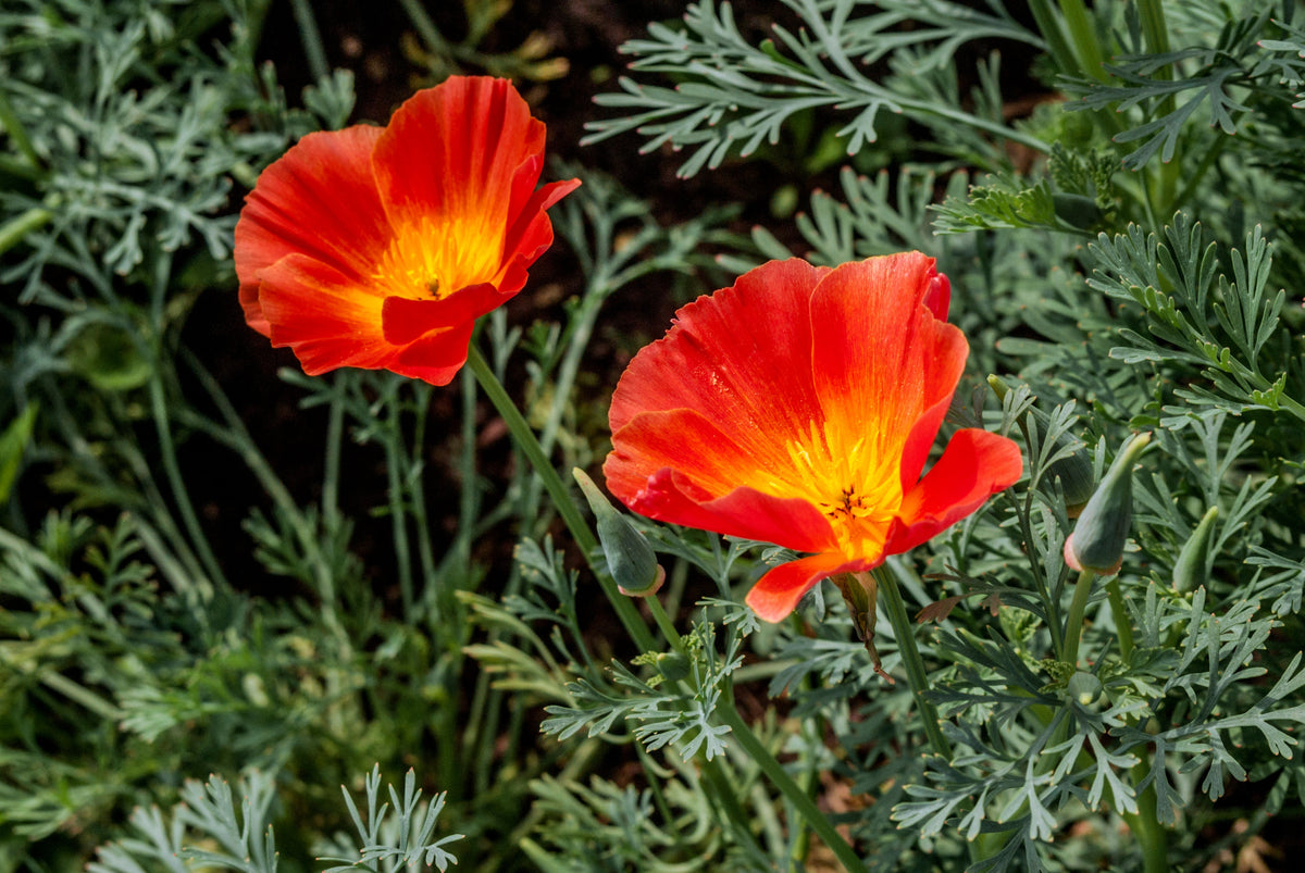 1500 MIKADO POPPY Red Orange California Poppy Flower Eschscholzia Californica Seeds