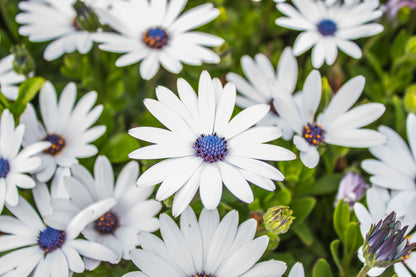 50 WHITE AFRICAN Cape DAISY Dimorphotheca Sinuata Flower Seeds