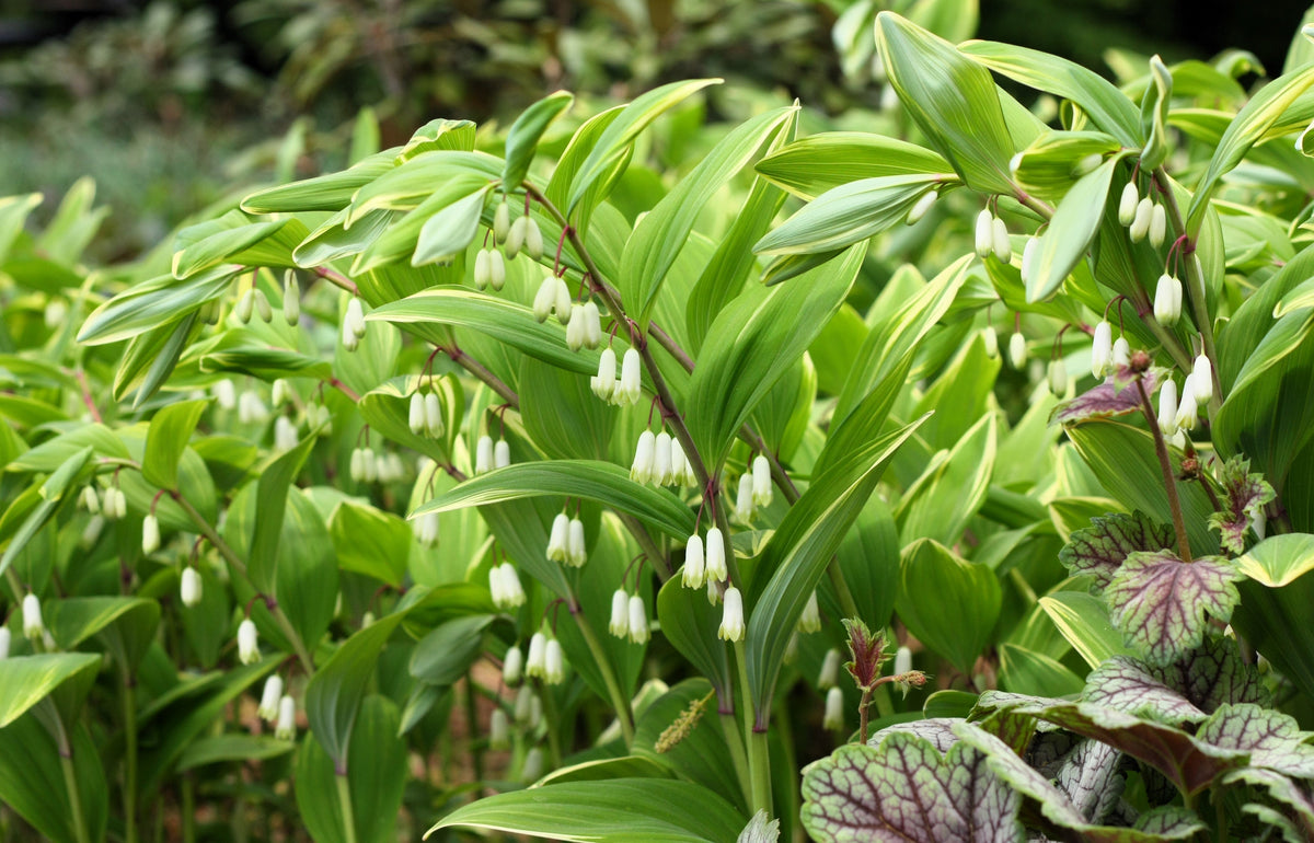 15 Variegated SOLOMONS SEAL Polygonatum Biflorum Canaliculatum Flower Seeds