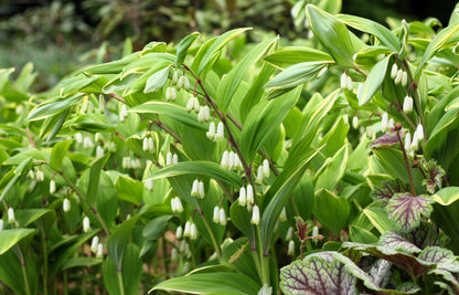 15 Variegated SOLOMONS SEAL Polygonatum Biflorum Canaliculatum Flower Seeds