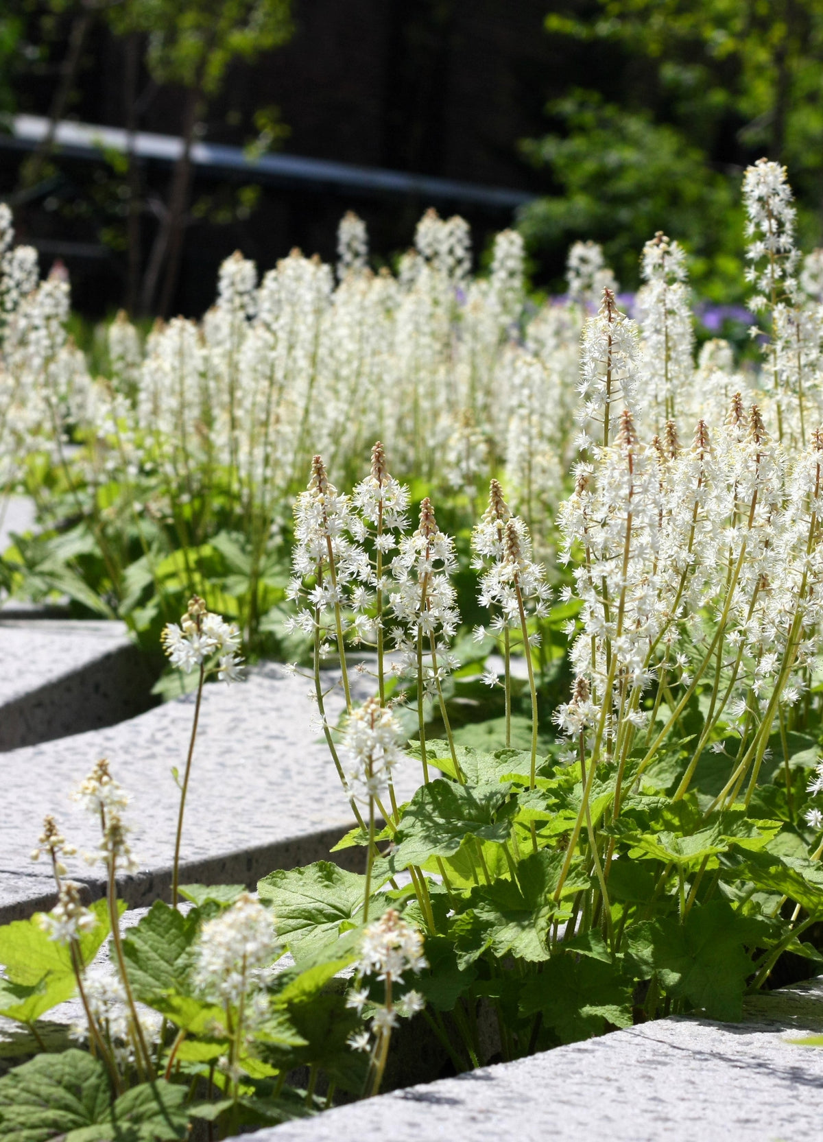 20 SUGAR SCOOP FOAMFLOWER White Tiarella Trifoliata Laceflower Flower Seeds
