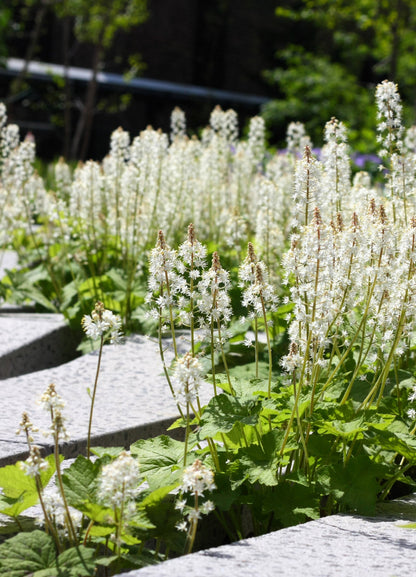 20 SUGAR SCOOP FOAMFLOWER White Tiarella Trifoliata Laceflower Flower Seeds