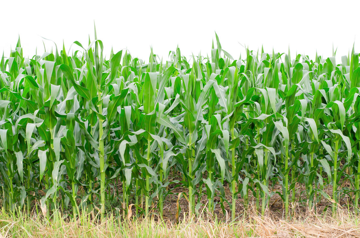 50 BLUE POPCORN Blue Kernels Pop White Corn Zea Mays Vegetable Seeds