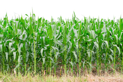50 BLUE POPCORN Blue Kernels Pop White Corn Zea Mays Vegetable Seeds