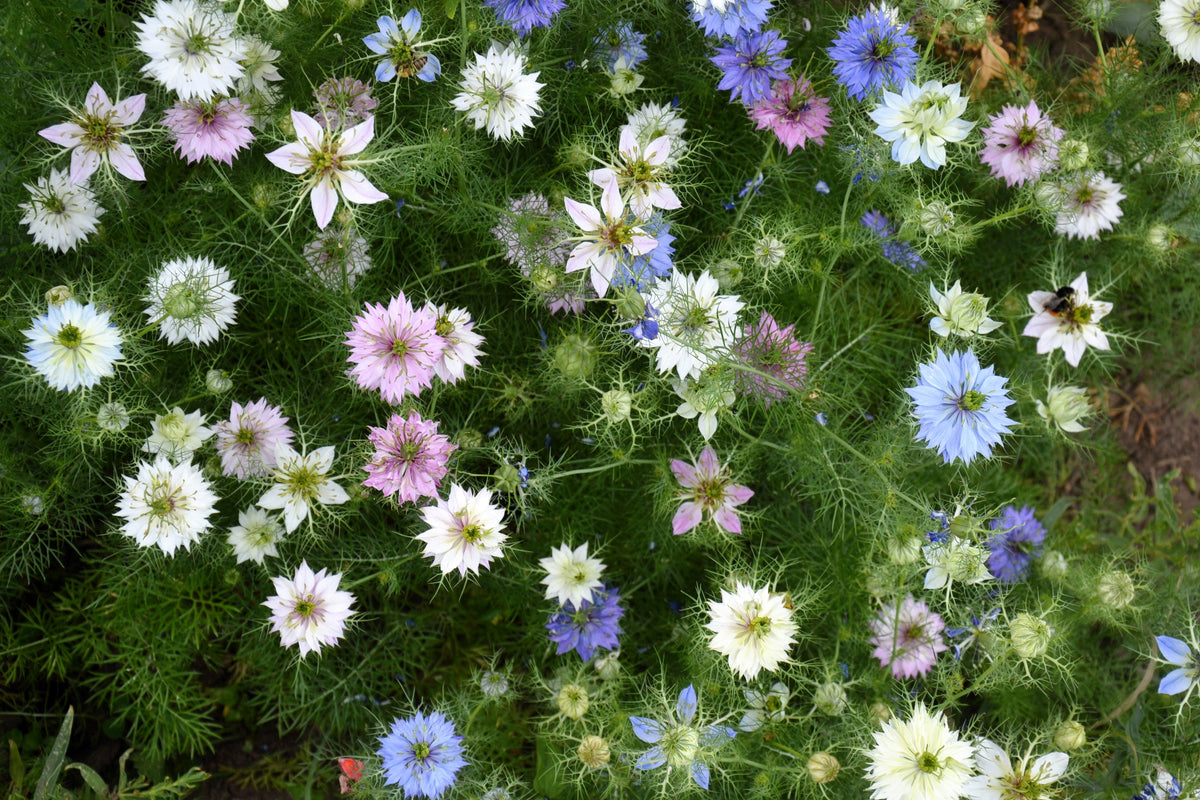 500 LOVE In A MIST PERSIAN Jewels Mixed Colors (Fennel Flower) Nigella Damascena Flower Seeds