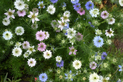 500 LOVE In A MIST PERSIAN Jewels Mixed Colors (Fennel Flower) Nigella Damascena Flower Seeds