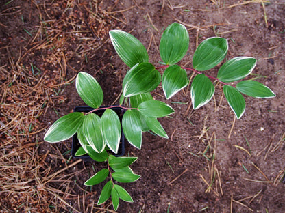 15 Variegated SOLOMONS SEAL Polygonatum Biflorum Canaliculatum Flower Seeds