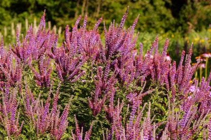 50 FRAGRANT FALSE INDIGO (Dwarf Wild Indigo) Amorpha Nana Flower Seeds