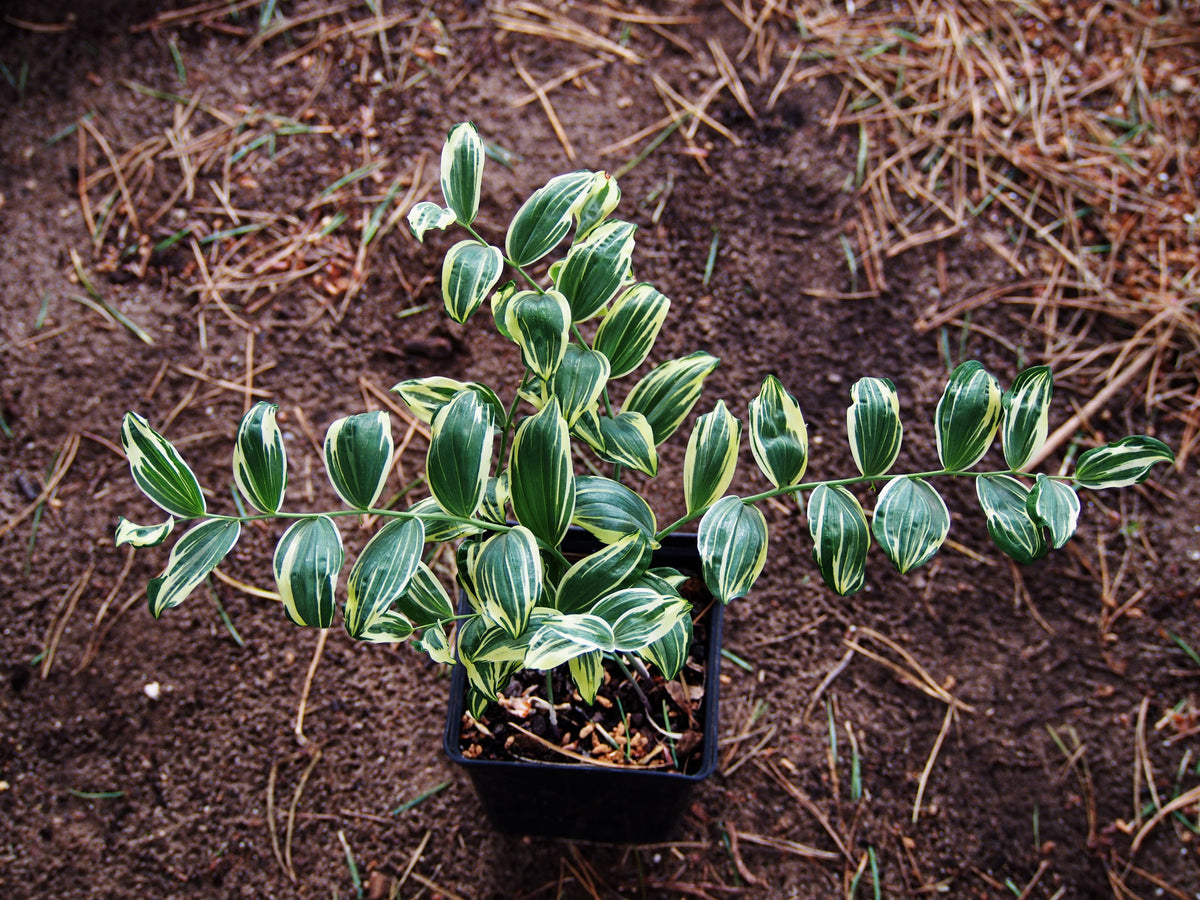 15 Variegated SOLOMONS SEAL Polygonatum Biflorum Canaliculatum Flower Seeds
