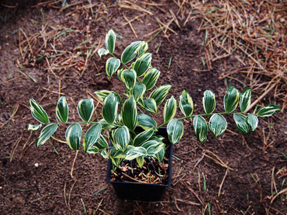 15 Variegated SOLOMONS SEAL Polygonatum Biflorum Canaliculatum Flower Seeds