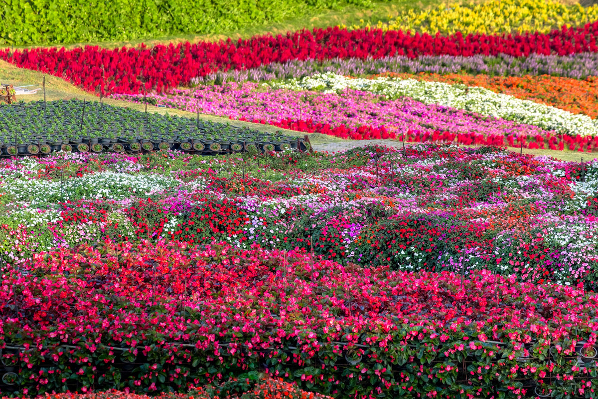 50 MIXED COLORS Dwarf IMPATIENS Walleriana Part Sun or Full Shade Red, White, Pink, Carmine, Scarlet, & Orange Flower Seeds