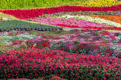 50 MIXED COLORS Dwarf IMPATIENS Walleriana Part Sun or Full Shade Red, White, Pink, Carmine, Scarlet, & Orange Flower Seeds