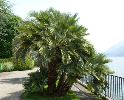 5 COMMON WINDMILL PALM Trachycarpus Fortunei Hardy Chusan Palm Tree Sun Shade Houseplant Seeds