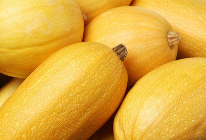 50 VEGETABLE SPAGHETTI SQUASH Winter Cucurbita Pepo Seeds