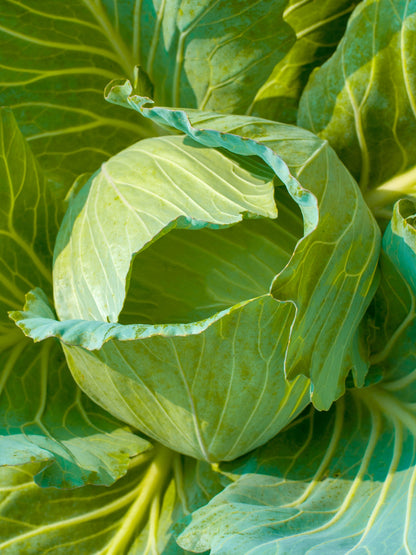 500 Early JERSEY WAKEFIELD CABBAGE Brassica Oleracea Capitata Vegetable Seeds
