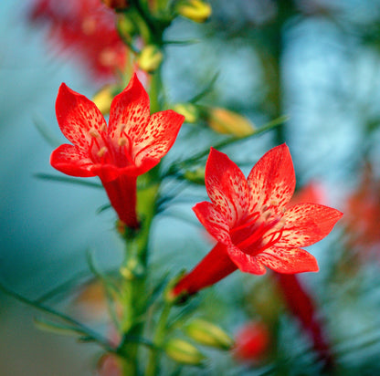 200 STANDING CYPRESS (Scarlet Gilia) Ipomopsis Rubra Flower Seeds