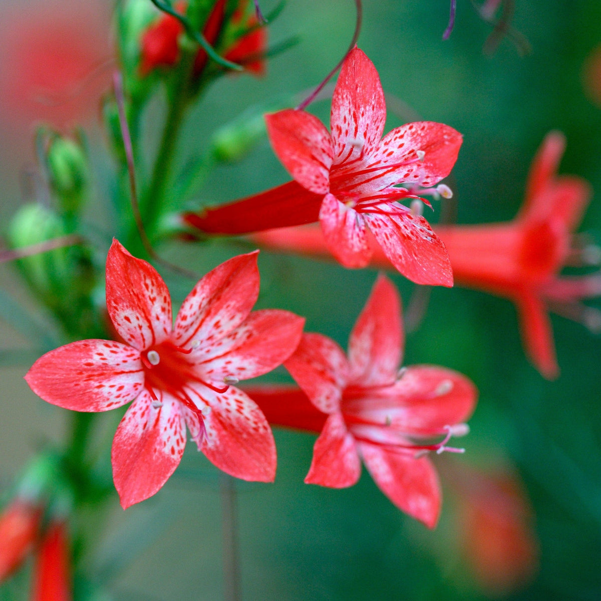 200 STANDING CYPRESS (Scarlet Gilia) Ipomopsis Rubra Flower Seeds