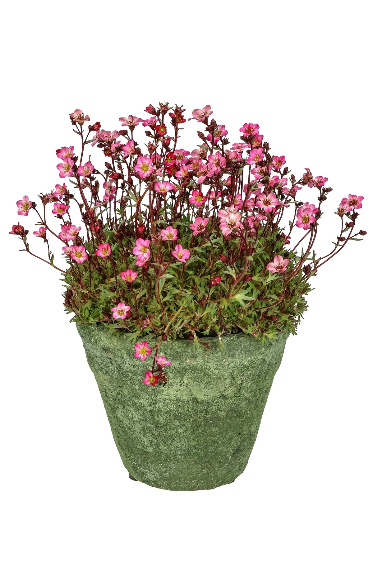 50 ROSE ROBE SAXIFRAGA Arendsii Mossy Rockfoil Evergreen Flower Seeds