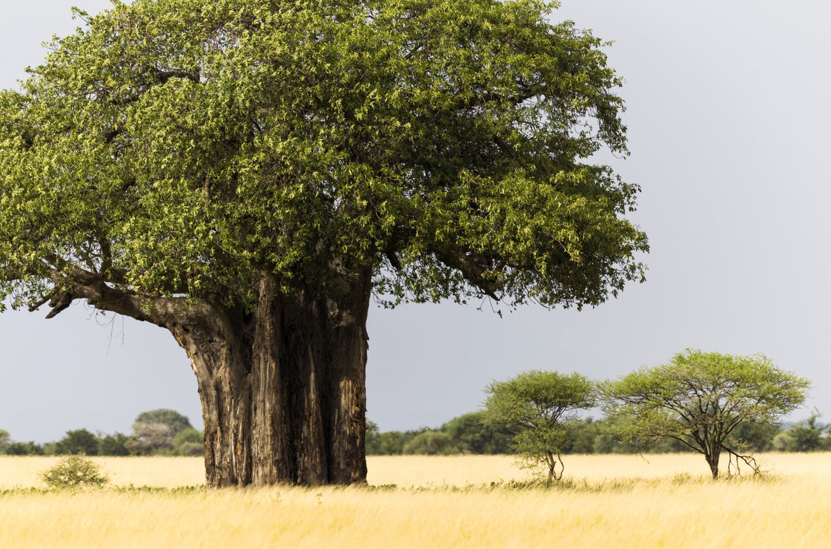 5 African BAOBAB TREE Adansonia Digitata Monkey Bread Judas Fruit Seeds