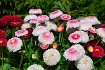 100 Strawberries & Cream ENGLISH DAISY Bellis Perennis Flower Seeds