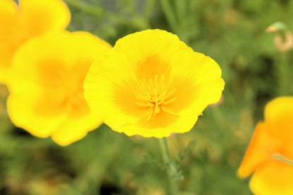 1000 DWARF Yellow CALIFORNIA Tufted POPPY Eschscholzia Caespitosa Flower Seeds
