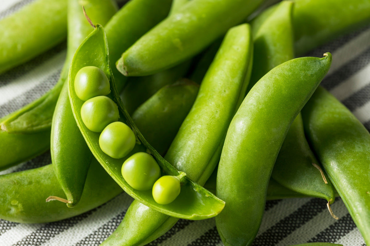 50 SUGAR ANN PEA Stringless Sweet Green Snap Pisum Sativum Vegetable Seeds