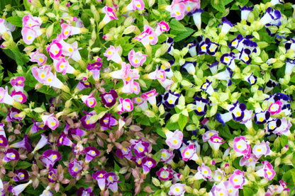 10 KAUAI MIX TORENIA Fournieri Sun or Shade Wishbone Flower Seeds - Mixed Colors 2 Tone Blue Red Pink