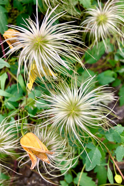 10 Yellow CLEMATIS RADAR LOVE Vine Climber Clematis Tangutica Flower Seeds