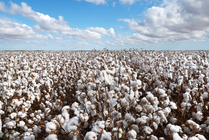 25 WHITE COTTON Gossypium Hirsutum Plant Seeds