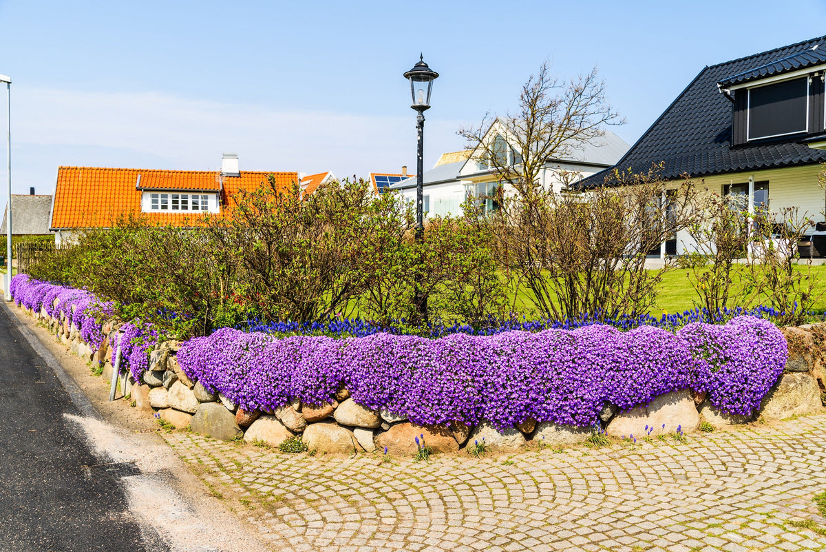 400 RAINBOW ROCKCRESS Rock Cress Large Flowered Aubrieta Cultorum Flower Seeds
