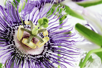 20 PURPLE PASSION FRUIT Passionflower Granadilla Passiflora Edulis Flower Vine Seeds