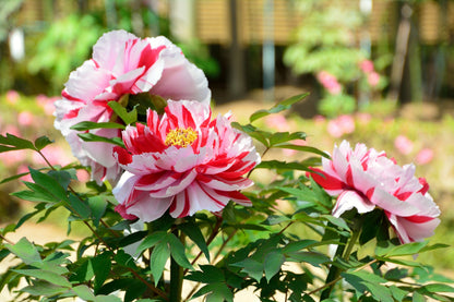10 TREE PEONY Mountain Paeony Paeonia Suffruticosa Arborea Mixed Colors Red Pink White Purple Yellow Bicolor Flower Shrub Seeds