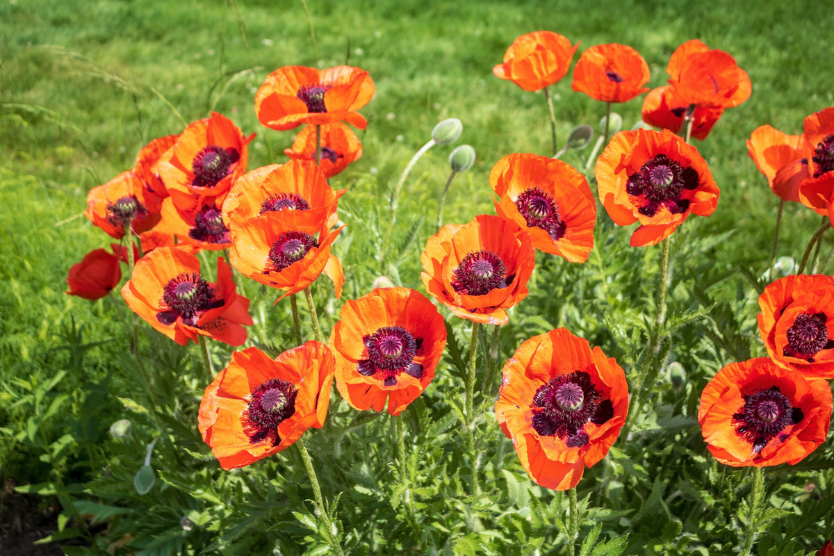 100 PRINCE of ORANGE POPPY Oriental Poppy Papaver Orientale Perennial Flower Seeds
