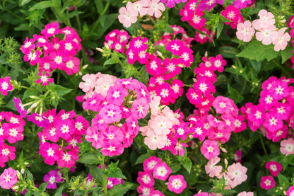 100 Mixed Colors DRUMMOND PHLOX MIX Pink, Red, White, Purple Phlox Drummondii Flower Seeds