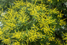 10 DWARF GOLDEN RAIN TREE Koelreuteria Paniculata Nana Yellow Flower Seeds