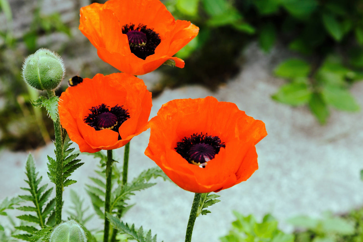 100 PRINCE of ORANGE POPPY Oriental Poppy Papaver Orientale Perennial Flower Seeds