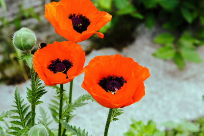 100 PRINCE of ORANGE POPPY Oriental Poppy Papaver Orientale Perennial Flower Seeds