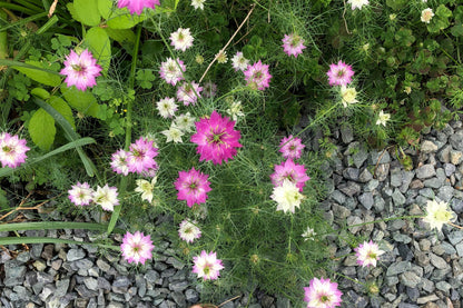 500 LOVE In A MIST PERSIAN Jewels Mixed Colors (Fennel Flower) Nigella Damascena Flower Seeds