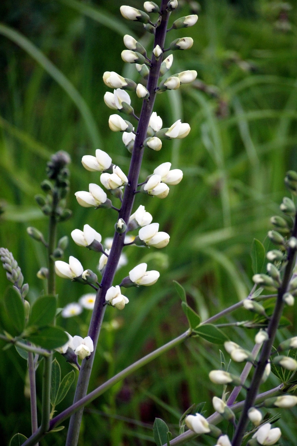 50 WHITE WILD INDIGO Baptisia Alba Usa Native Pollinator Flower Seeds