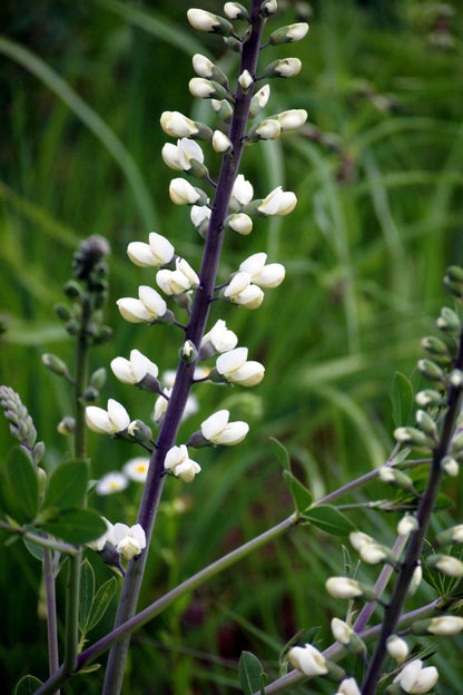 50 WHITE WILD INDIGO Baptisia Alba Usa Native Pollinator Flower Seeds