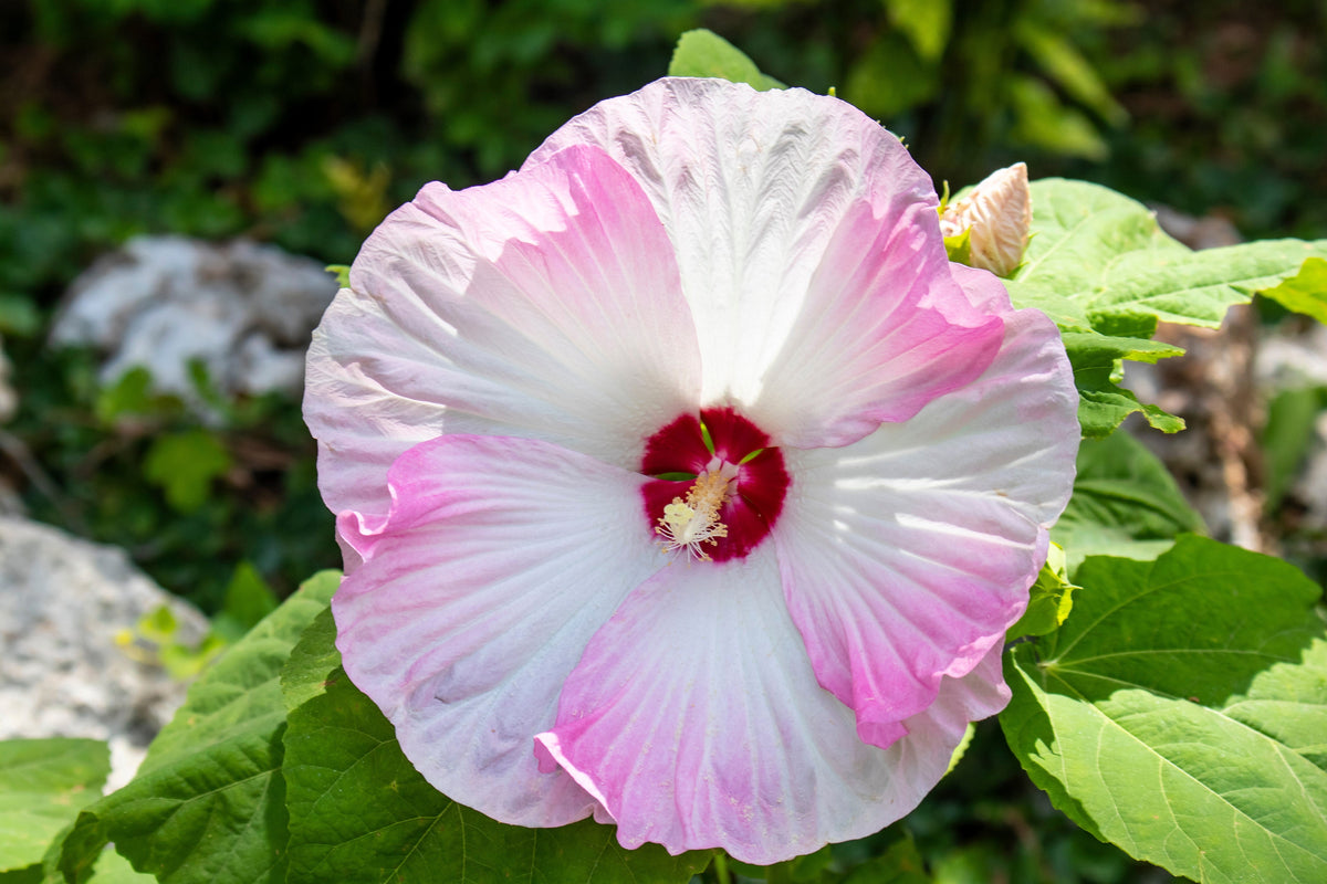 10 Luna PINK SWIRL Hardy HIBISCUS Moscheutos Flower Seeds