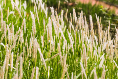 500 DERBY TIMOTHY GRASS Ornamental Phleum Pratense Seeds