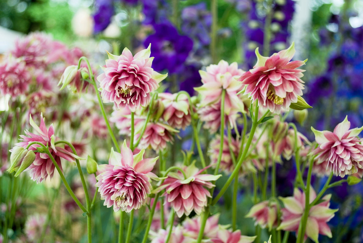 25 NORA BARLOW Pink COLUMBINE Aquilegia Caerulea Flower Seeds