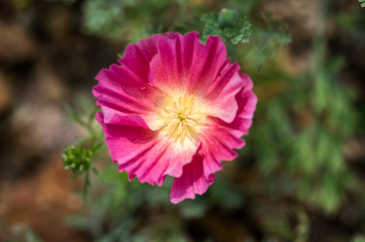 1000 MIXED Colors CALIFORNIA POPPY (Ballerina / Mission Bells) Eschscholzia Californica Flower Seeds
