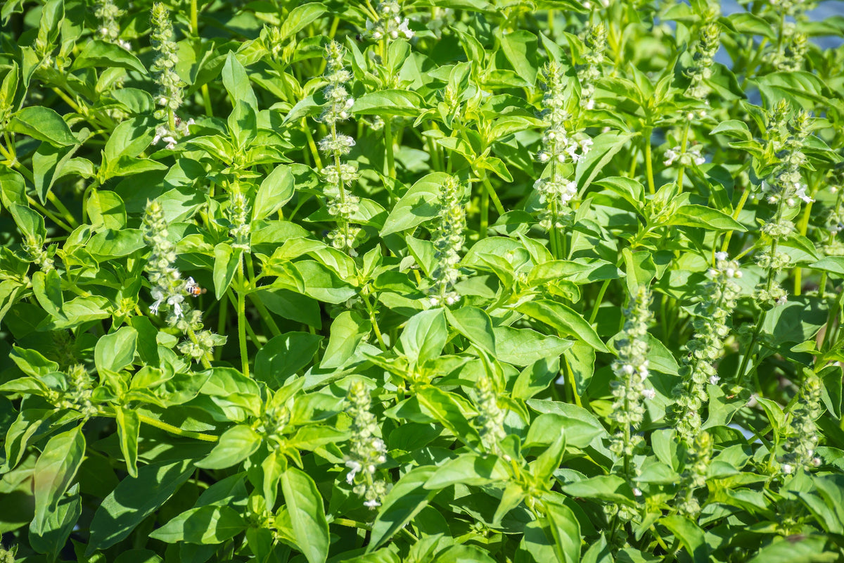 1500 LEMON BASIL Ocimum Basilicum HERB Flower Seeds